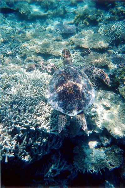 Green Turtle
